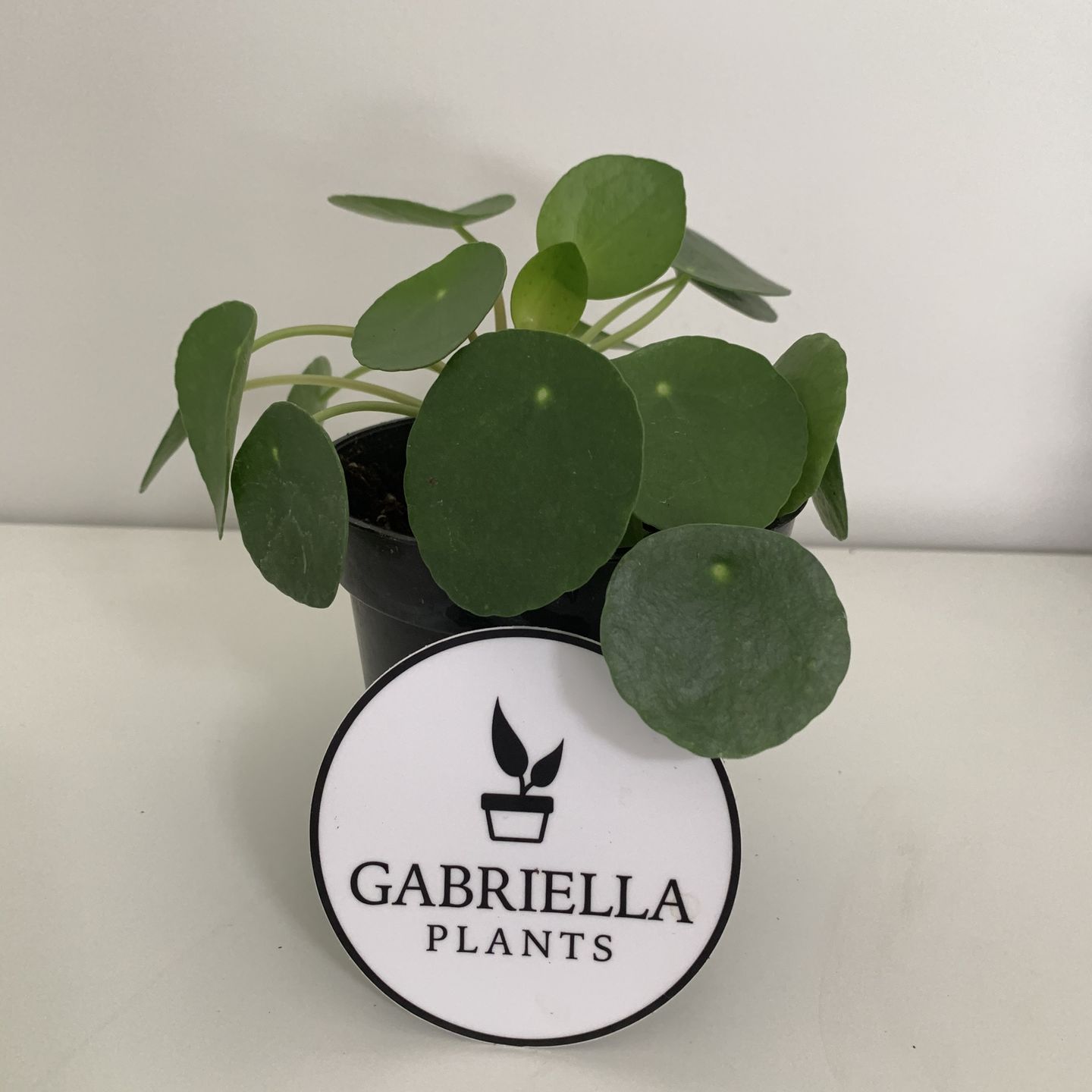 Customer photo review of 4" Pilea Peperomioides