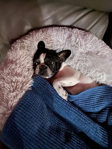 Customer photo review of Lit Apaisant Comfy® |  Pour Chien et Chat
