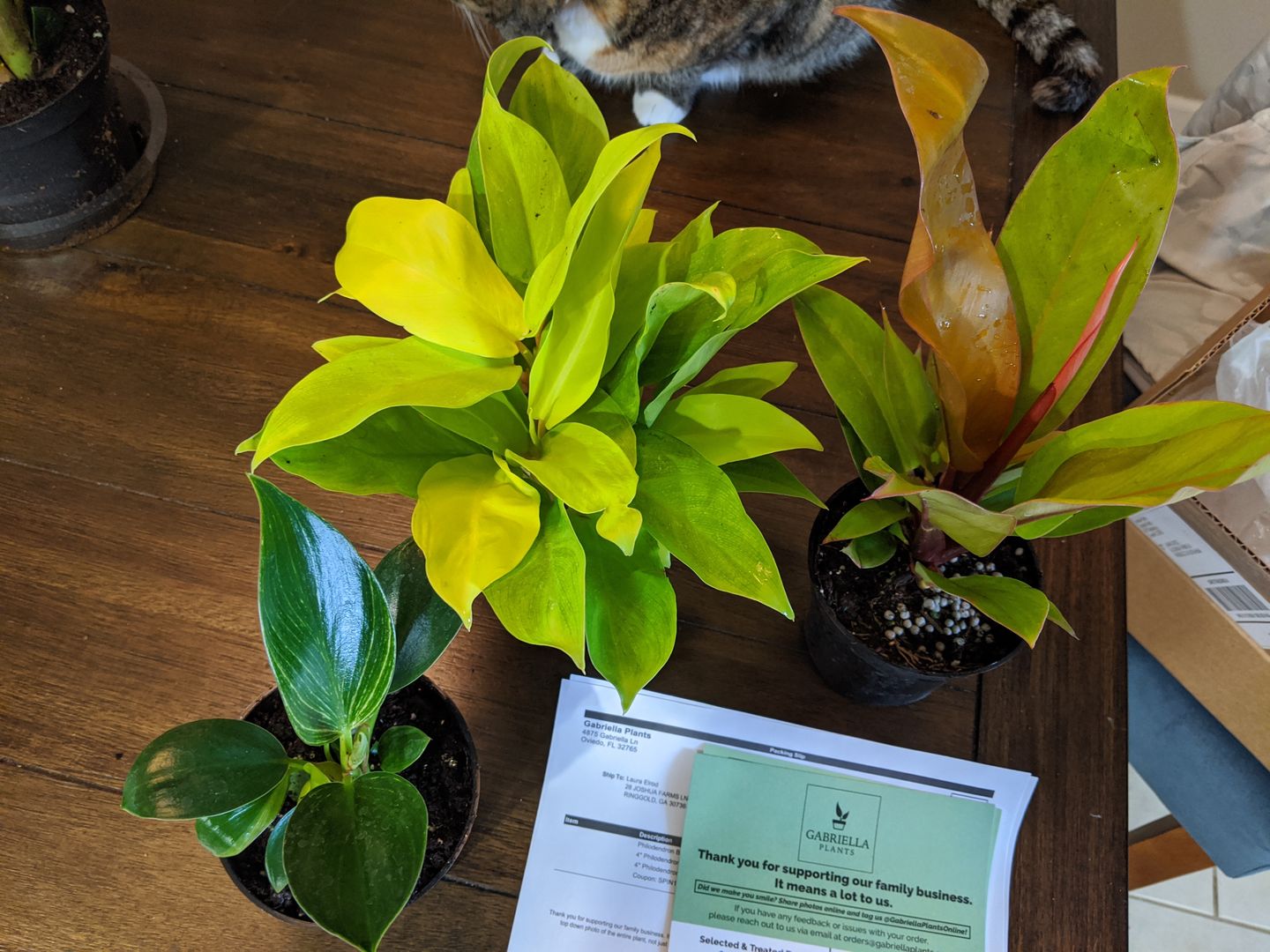 Customer photo review of 4" Philodendron Lemon Lime Upright Vining