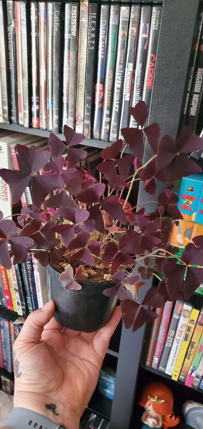 Customer photo review of 4" Oxalis Ebony Allure