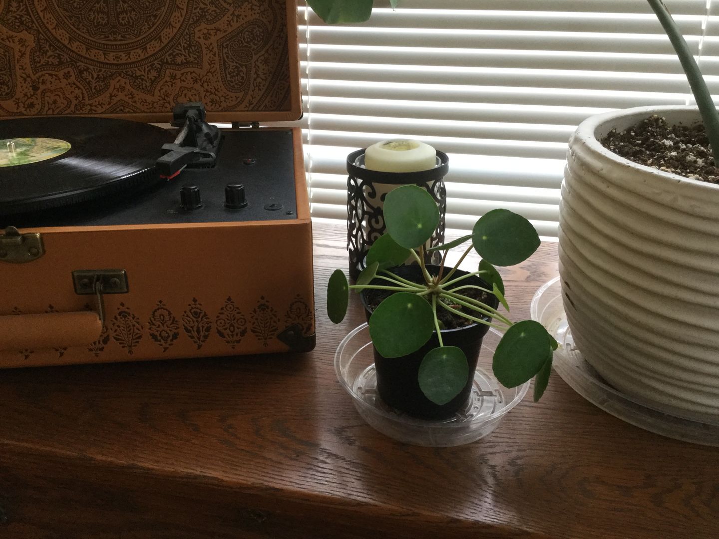 Customer photo review of 4" Pilea Peperomioides