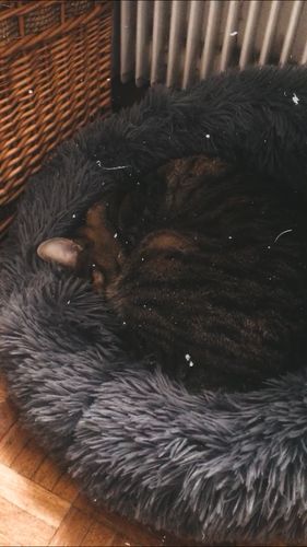 Customer photo review of Lit Apaisant Comfy® |  Pour Chien et Chat