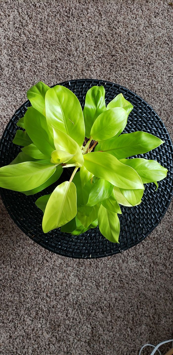 Customer photo review of 4" Philodendron Lemon Lime Upright Vining