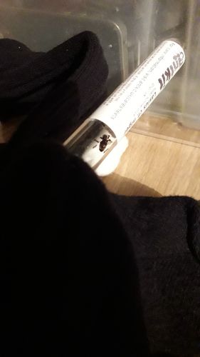 Customer photo review of Lasius niger colony