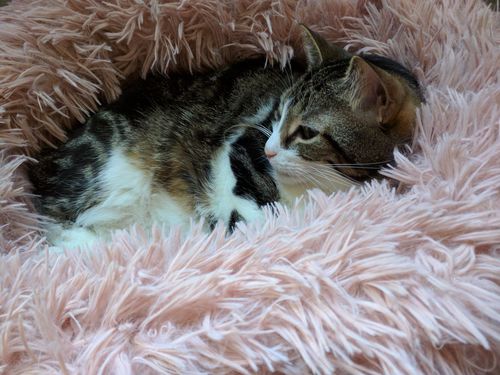 Customer photo review of Lit Apaisant Comfy® |  Pour Chien et Chat
