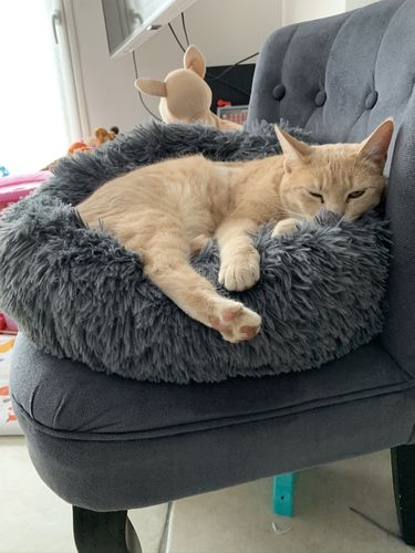 Customer photo review of Lit Apaisant Comfy® |  Pour Chien et Chat