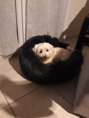 Customer photo review of Coussin apaisant Pilou Pillow™ | Pour chien et chat
