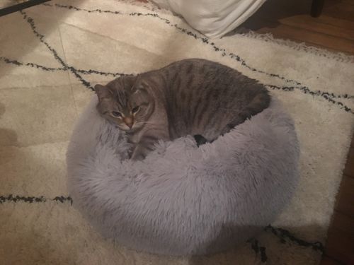Customer photo review of Lit Apaisant Comfy® |  Pour Chien et Chat