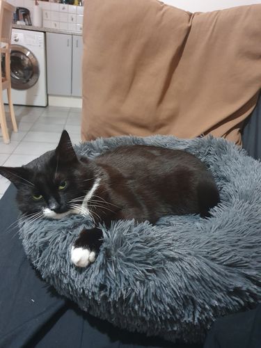 Customer photo review of Lit Apaisant Comfy® |  Pour Chien et Chat