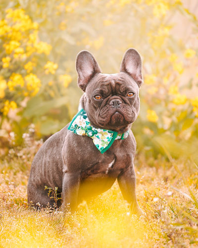 Customer photo review of Shamrocks - St Patrick dog collar bow tie