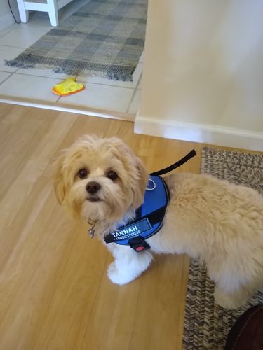 Customer photo review of Lifetime Warranty Personalized NO PULL Dog Harness (FREE Shipping)