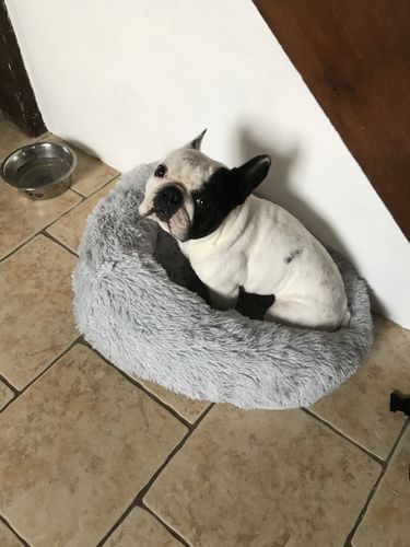 Customer photo review of Coussin apaisant Pilou Pillow™ | Pour chien et chat