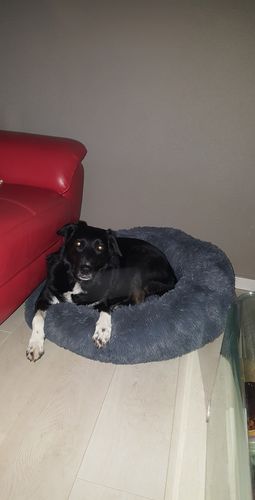 Customer photo review of Lit Apaisant Comfy® |  Pour Chien et Chat