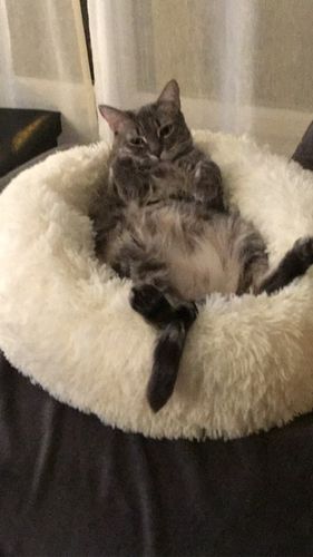 Customer photo review of Lit Apaisant Comfy® |  Pour Chien et Chat