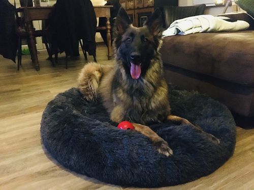 Customer photo review of Lit Apaisant Comfy® |  Pour Chien et Chat