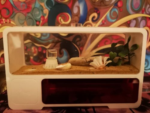 Customer photo review of AntKit AntHome Test Tube Formicarium