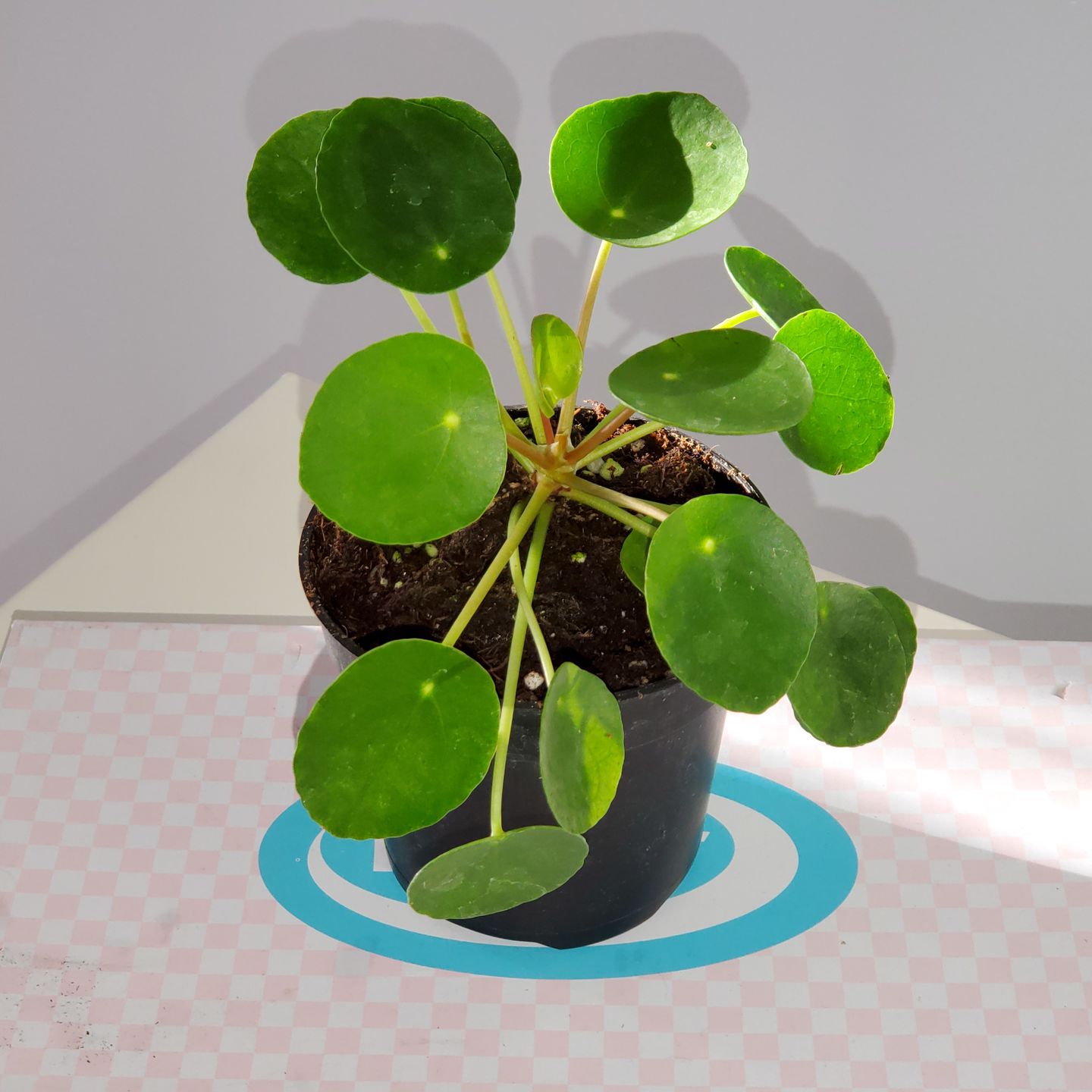 Customer photo review of 4" Pilea Peperomioides