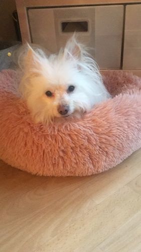 Customer photo review of Lit Apaisant Comfy® |  Pour Chien et Chat