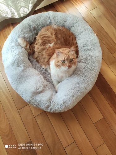 Customer photo review of Lit Apaisant Comfy® |  Pour Chien et Chat