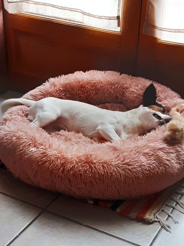 Customer photo review of Lit Apaisant Comfy® |  Pour Chien et Chat