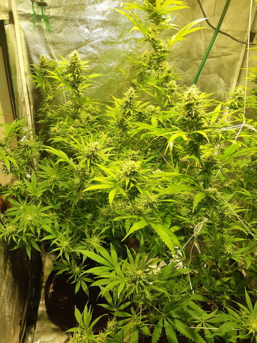 Customer photo review of Optic 4 XL Dimmable COB LED Grow Light 460w (UV/IR) 3500k COBs