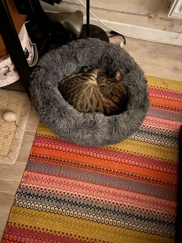 Customer photo review of Lit Apaisant Comfy® |  Pour Chien et Chat
