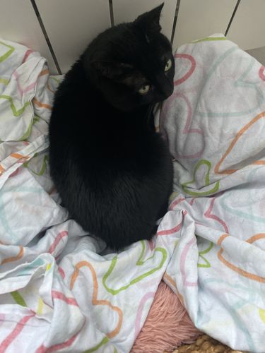 Customer photo review of Lit Apaisant Comfy® |  Pour Chien et Chat