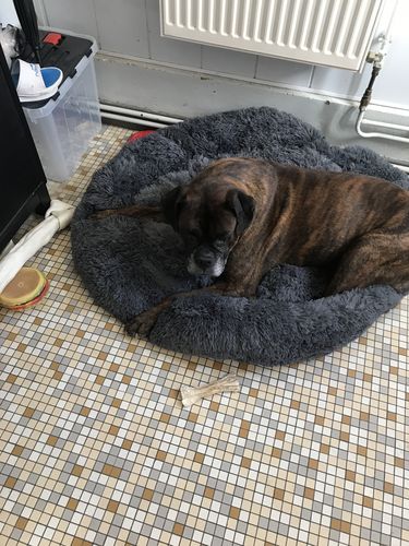 Customer photo review of Lit Apaisant Comfy® |  Pour Chien et Chat