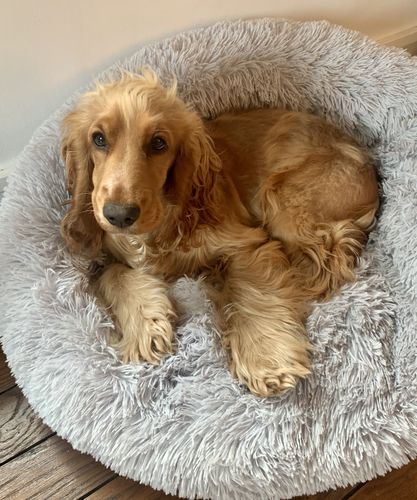 Customer photo review of Coussin apaisant Pilou Pillow™ | Pour chien et chat