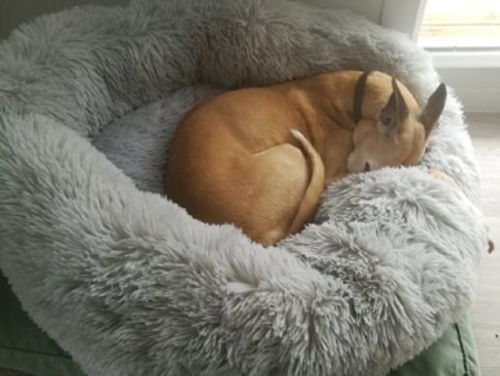 Customer photo review of Lit Apaisant Comfy® |  Pour Chien et Chat