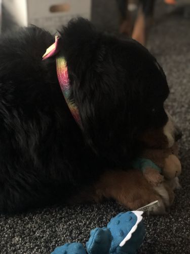 Customer photo review of Easter egg dog collar bow tie, Boy yellow dog collar, rainbow cute dog collar, spring holiday dog collar, puppy collar, small dog collar