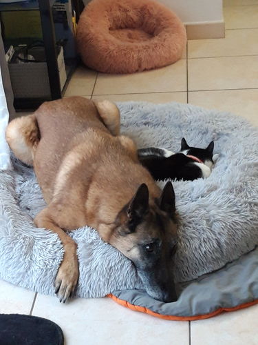 Customer photo review of Lit Apaisant Comfy® |  Pour Chien et Chat