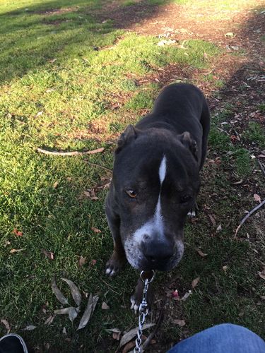 Customer photo review of Bailey's Full Spectrum Hemp Derived CBD Oil For Dogs | 600MG 60ml Tincture