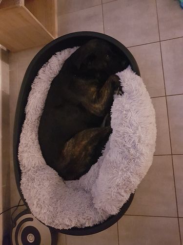 Customer photo review of Lit Apaisant Comfy® |  Pour Chien et Chat