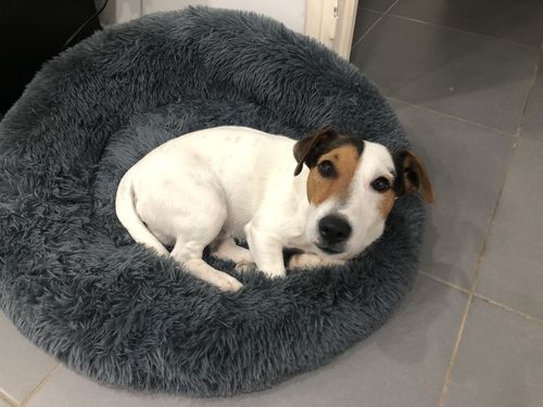 Customer photo review of Lit Apaisant Comfy® |  Pour Chien et Chat