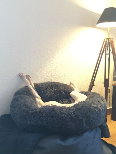 Customer photo review of Lit Apaisant Comfy® |  Pour Chien et Chat