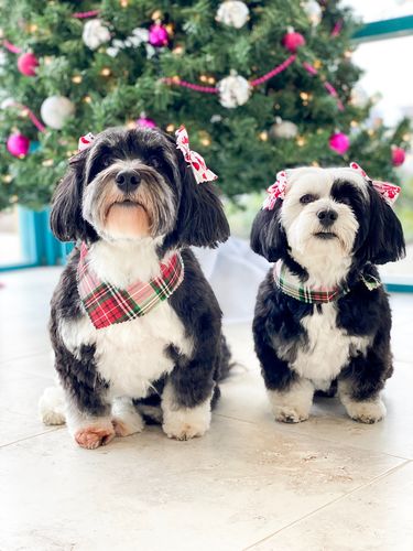 Customer photo review of Fabric Refresher Spray, Deodorizer, Stain and Odor Remover