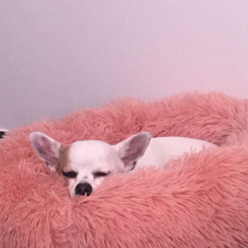 Customer photo review of Lit Apaisant Comfy® |  Pour Chien et Chat