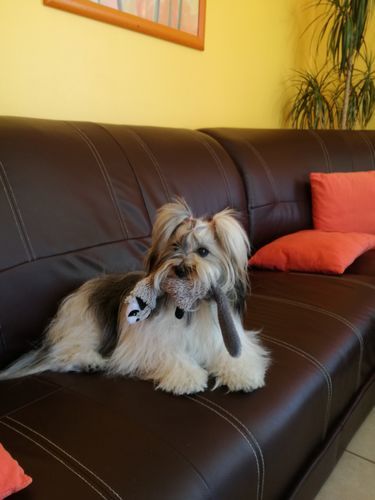 Customer photo review of Spray anti-tartre pour chien