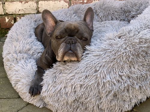 Customer photo review of Lit Apaisant Comfy® |  Pour Chien et Chat