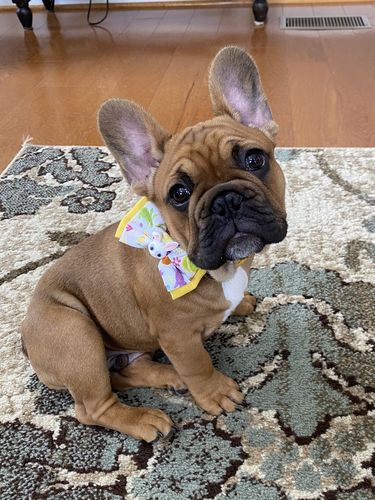 Customer photo review of Easter bunny dog collar bow tie/ boy egg dog collar