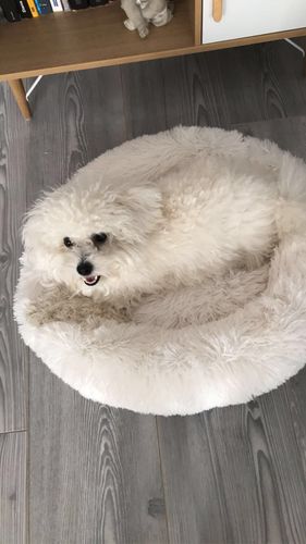 Customer photo review of Lit Apaisant Comfy® |  Pour Chien et Chat
