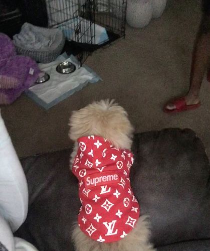 dog hoodie supreme