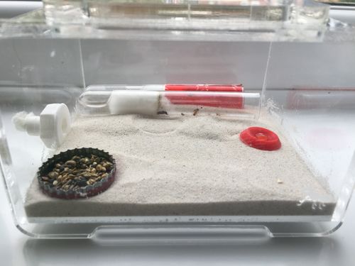 Customer photo review of AntKit Acrylic Arena B500