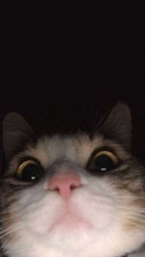 Customer photo review of Lucepods