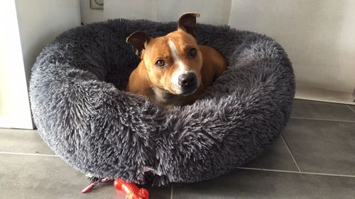 Customer photo review of Lit Apaisant Comfy® |  Pour Chien et Chat