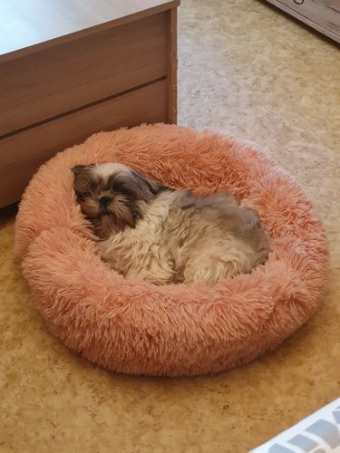Customer photo review of Lit Apaisant Comfy® |  Pour Chien et Chat