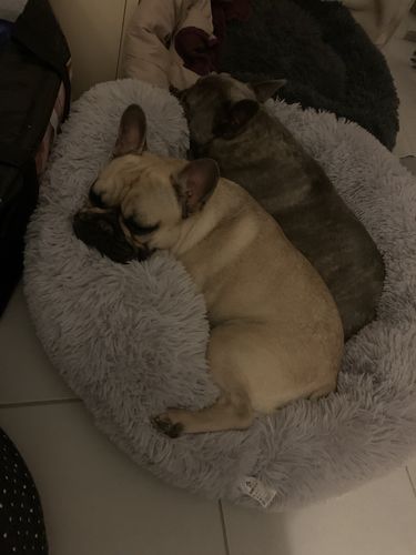 Customer photo review of Lit Apaisant Comfy® |  Pour Chien et Chat