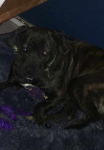 Customer photo review of Lit Apaisant Comfy® |  Pour Chien et Chat