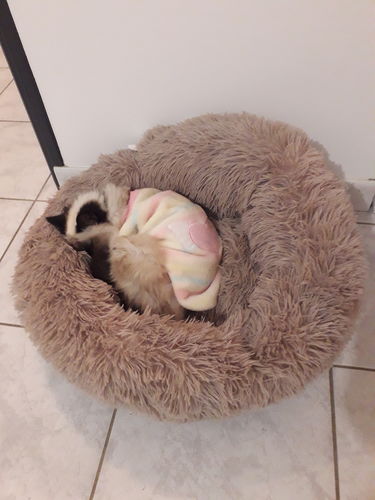 Customer photo review of Lit Apaisant Comfy® |  Pour Chien et Chat